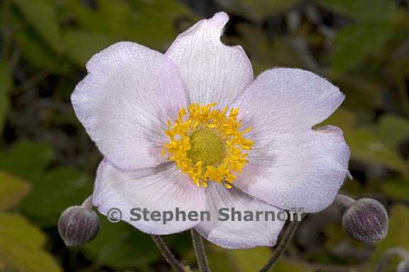 anemone tomentosa 3 graphic